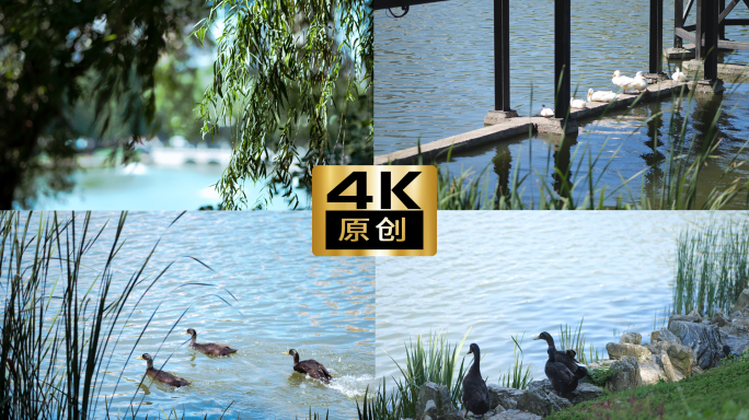 4K生态公园池塘里的鸭子