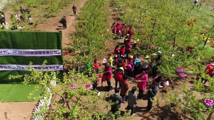 三门峡灵宝苹果种植苹果花航拍