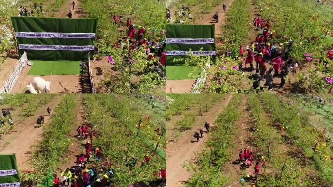 三门峡灵宝苹果种植苹果花航拍