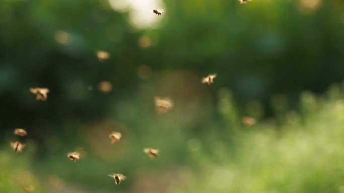 蜜蜂成群飞舞慢镜头春天绿色虚化背景