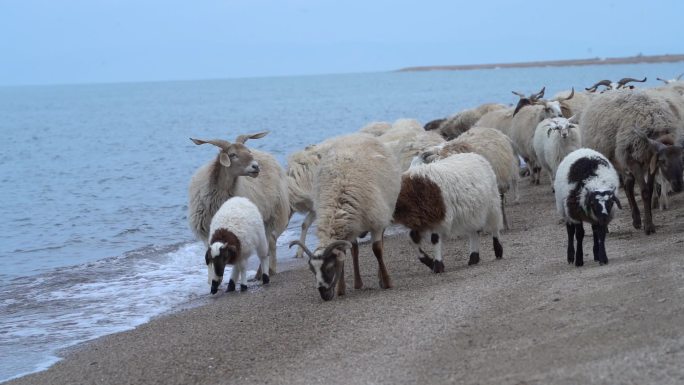 青海湖边羊群