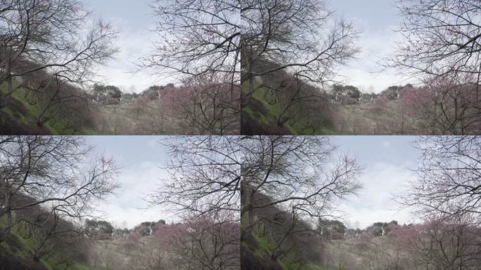 树上开满了梅花 灰片