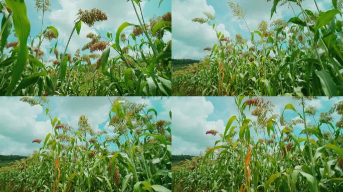 茅台镇红缨子高梁农作物种植基地