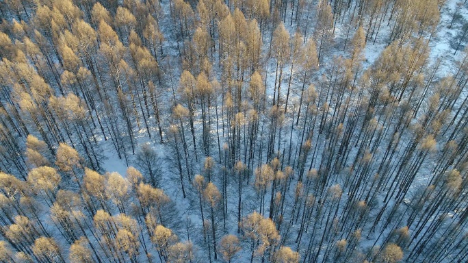 航拍林海雪原松林风景