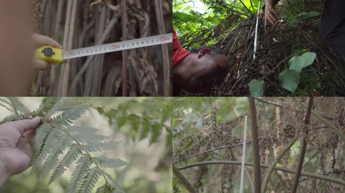 桫椤林 测量研究探索桫椤树A023
