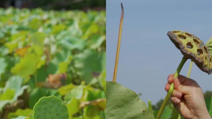 荷花 采摘莲蓬 莲子 荷塘 莲藕 莲花