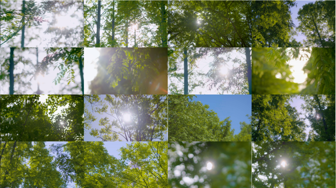 【4K】树林阳光逆光唯美空镜
