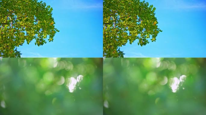 夏天的风、绿树蓝天空镜