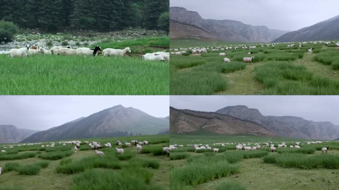 草原 羊群 内蒙古 大草原 牧场