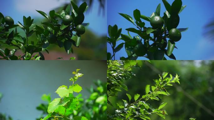 农村绿色植物橘子柚子田园生活