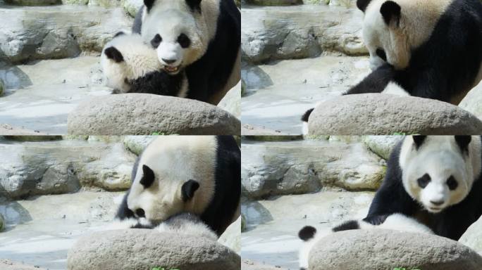大熊猫妈妈和宝宝在一起 可爱的动物亲子