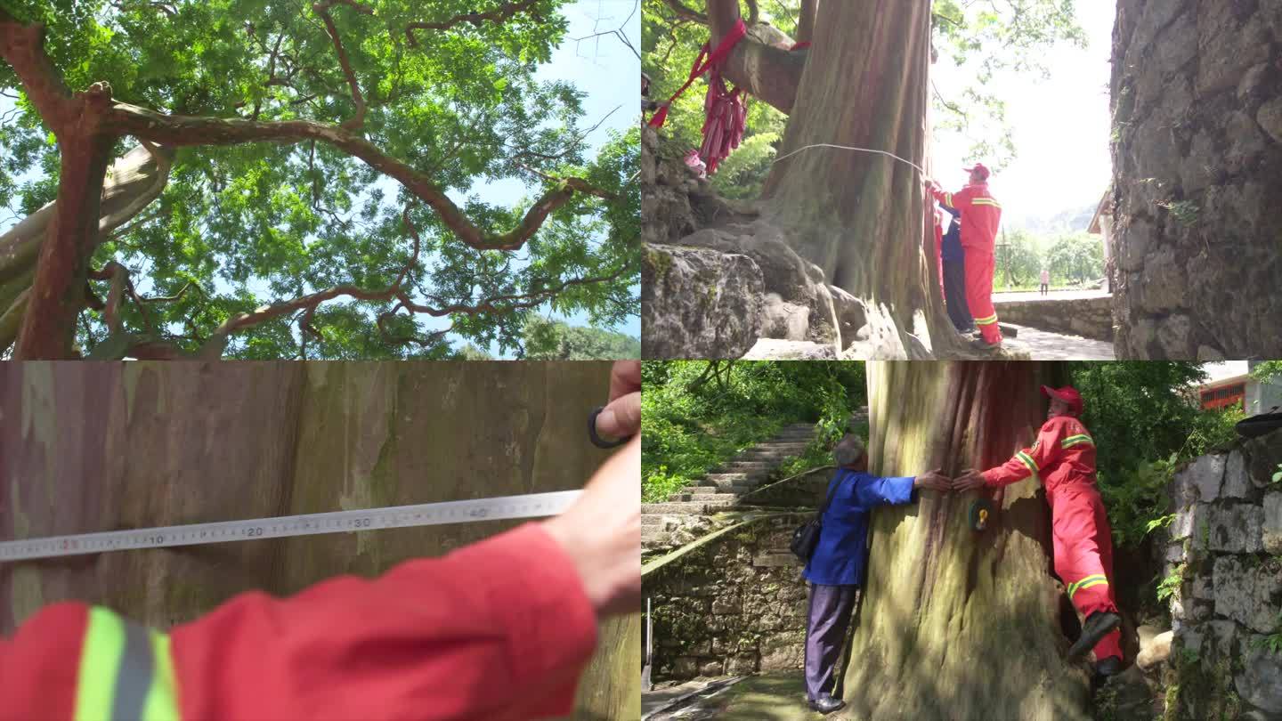 林业科研人员 测量紫薇树A023