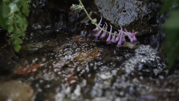 牵牛花 溪流 岩石 清泉 山涧