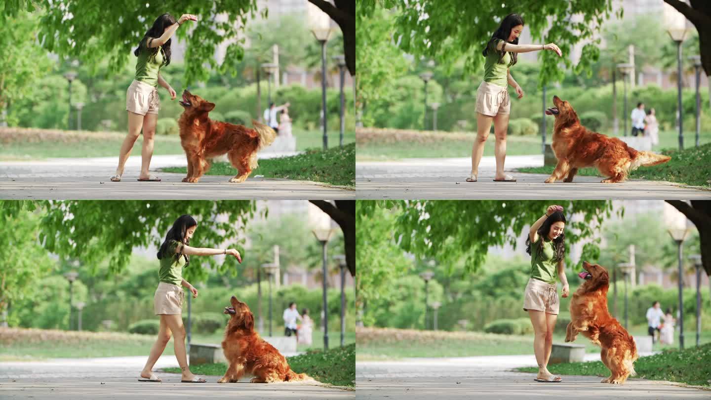 美女公园里训练宠物狗金毛犬跳跃