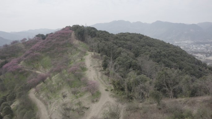 山上的梅花 灰片