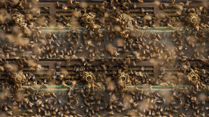 蜂巢密密麻麻的蜜蜂飞舞爬行