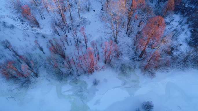 航拍雪原红柳树林