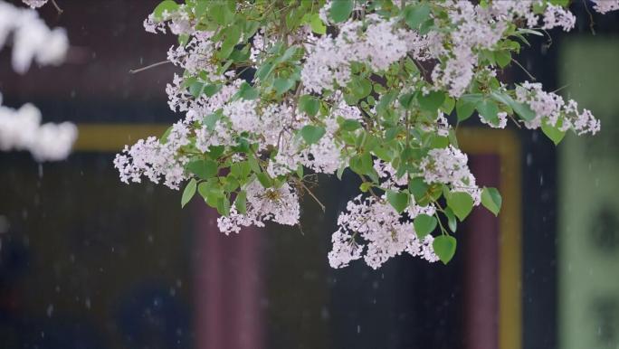 雨中的丁香花