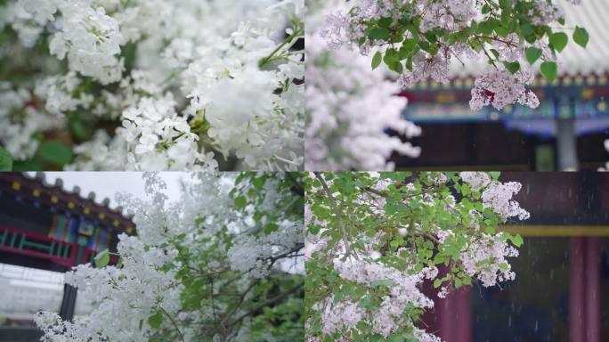 雨中的丁香花