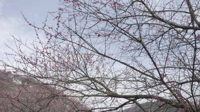 梅花实拍视频素材 灰片