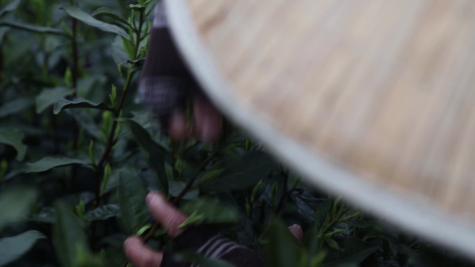 采茶 茶农 茶叶 茶田 斗笠