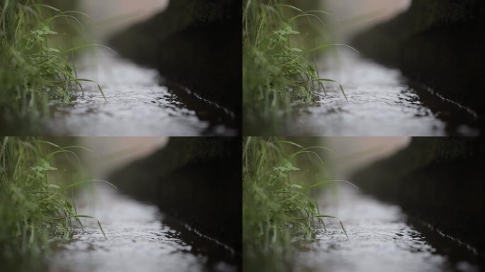 溪流 沟渠 水流 青苔 杂草