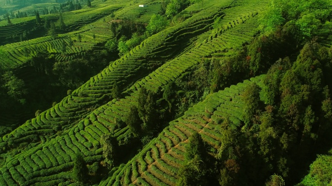 峨眉山下高山有机生态绿茶场航拍风景