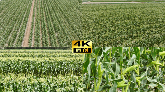 4K掰玉米升格、规模种植玉米地航拍