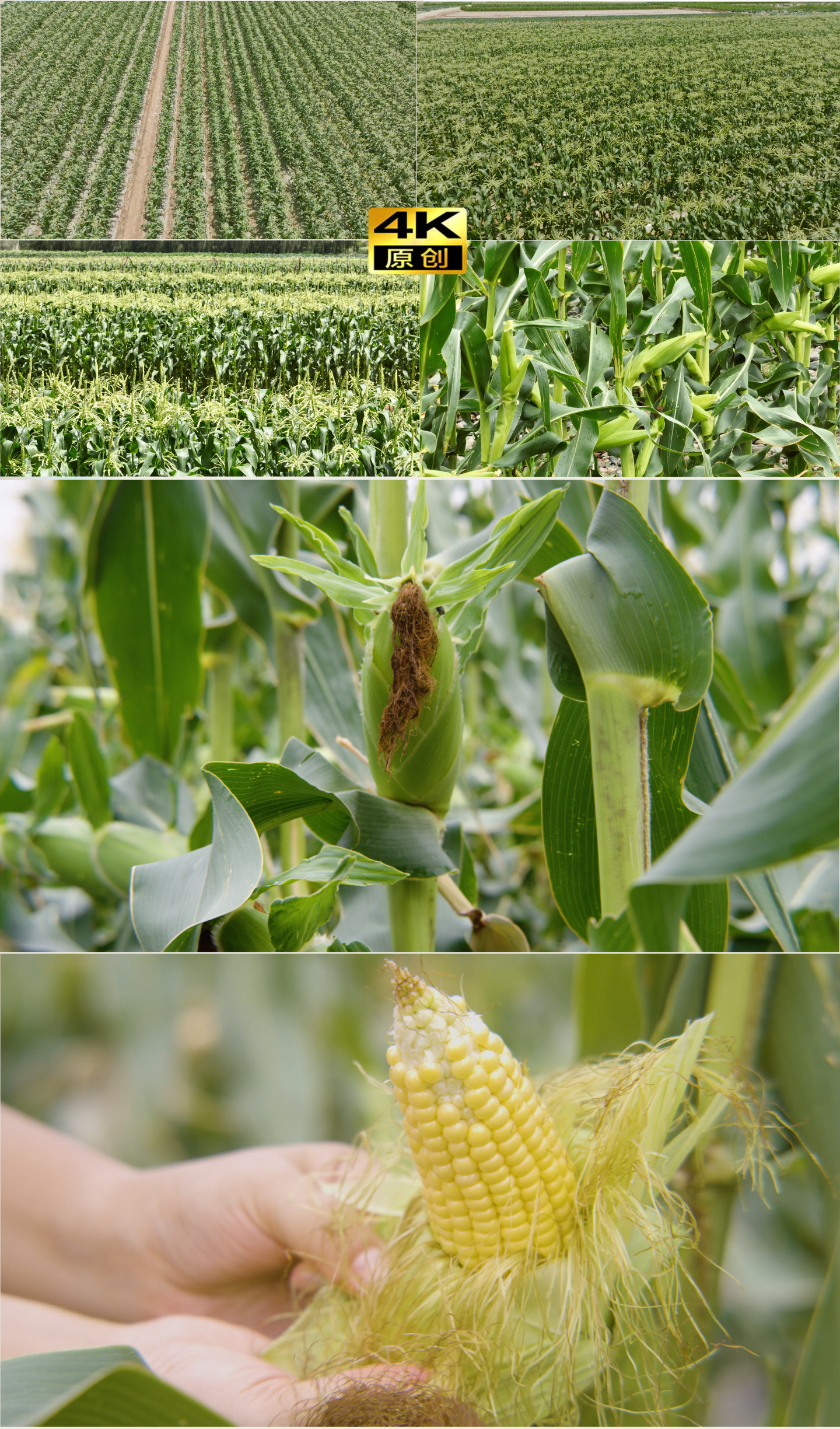 4K掰玉米升格、规模种植玉米地航拍