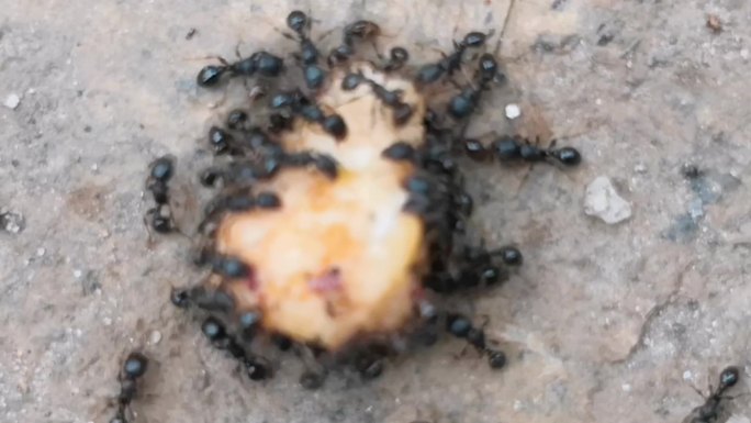蚂蚁吃食物实拍素材39