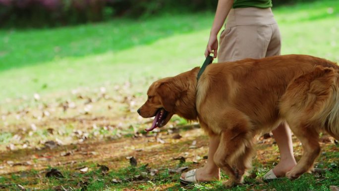 长腿美女牵着金毛犬公园遛狗