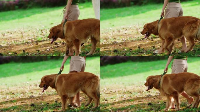 长腿美女牵着金毛犬公园遛狗