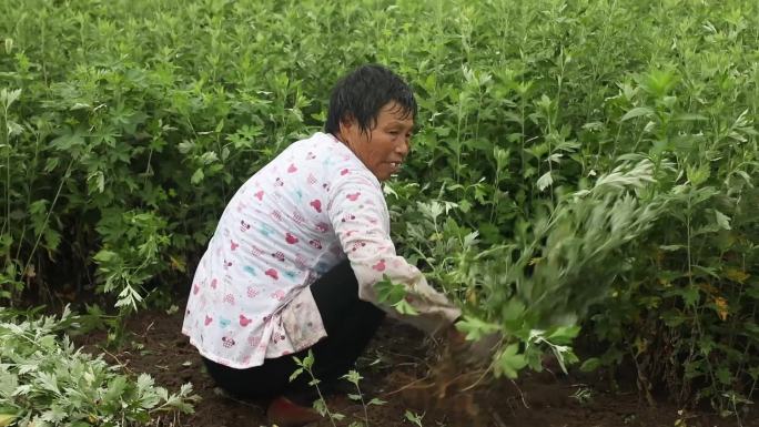 三农艾草工人正在田地提取艾草视频素材