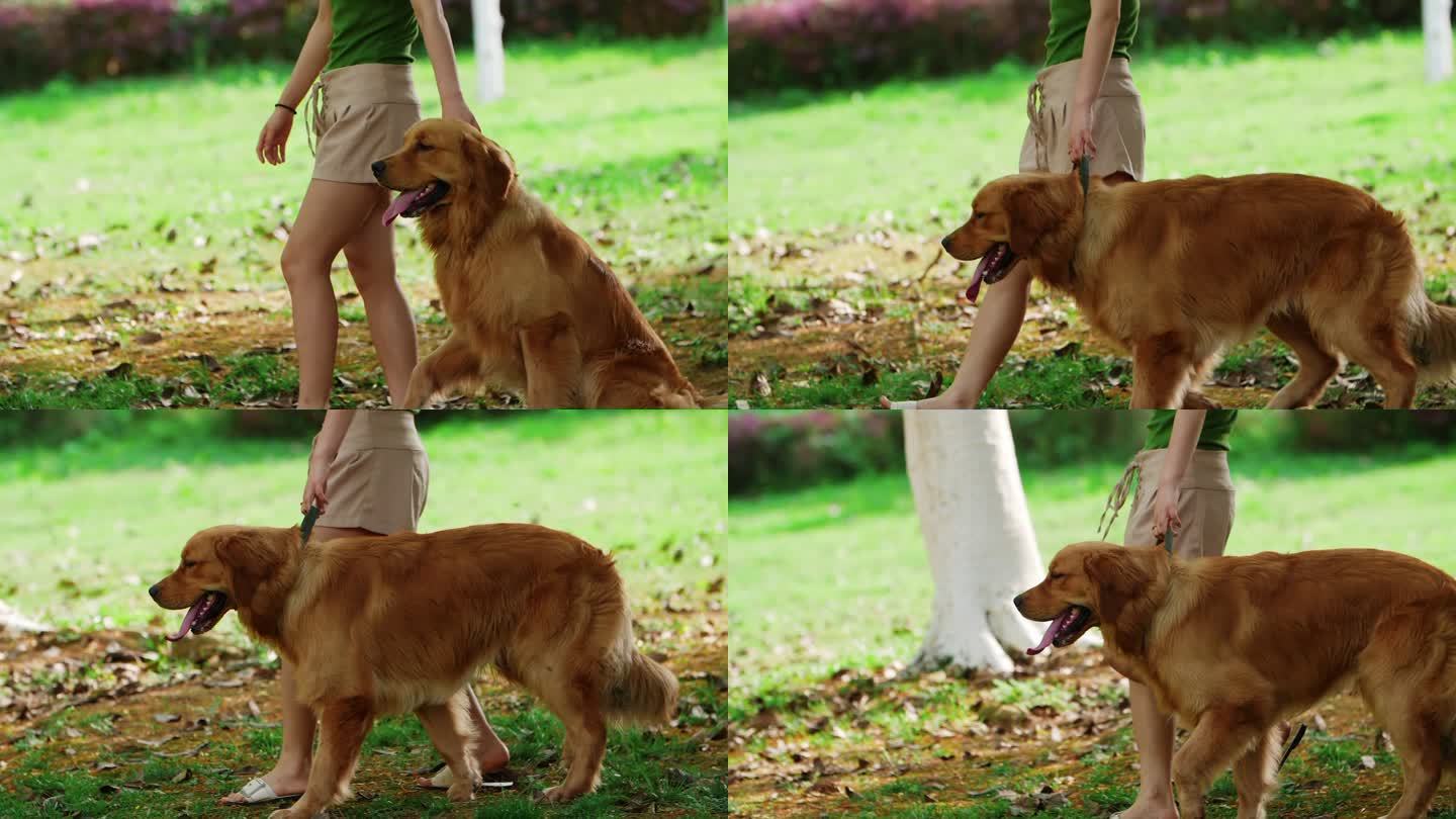 长腿美女牵宠物金毛犬散步公园遛狗
