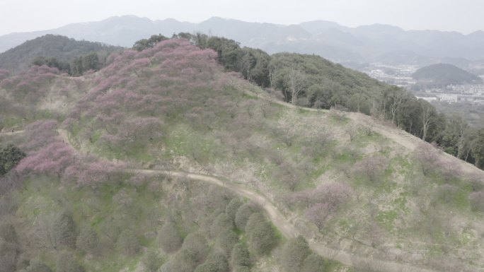 山上的梅花 灰片