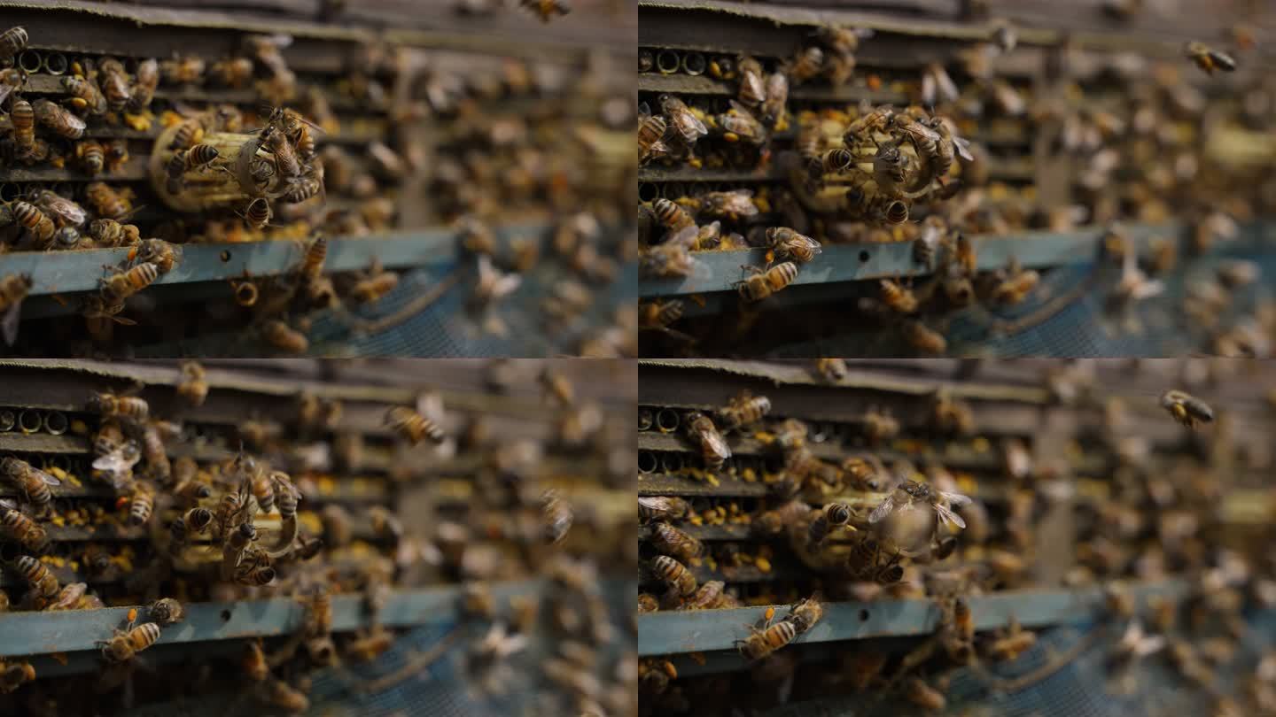 蜂箱蜜蜂进出口特写 取花粉装置