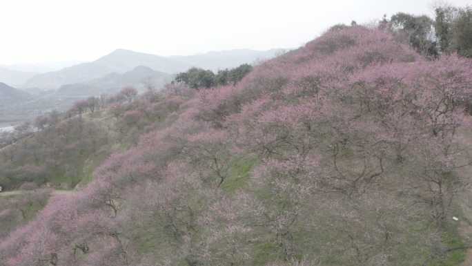 梅花实拍视频素材 灰片