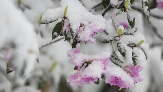 雪中索玛花