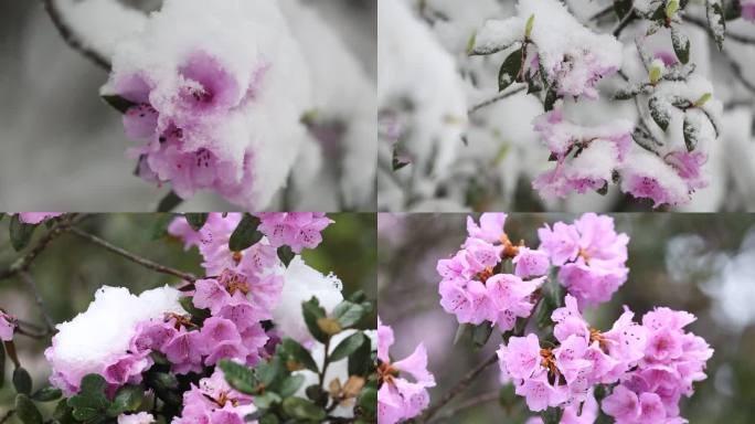 雪中索玛花