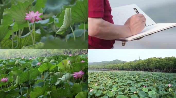 画家荷花池边写生