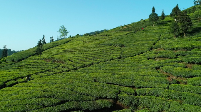 四川峨眉山下有机绿茶种植基地航拍