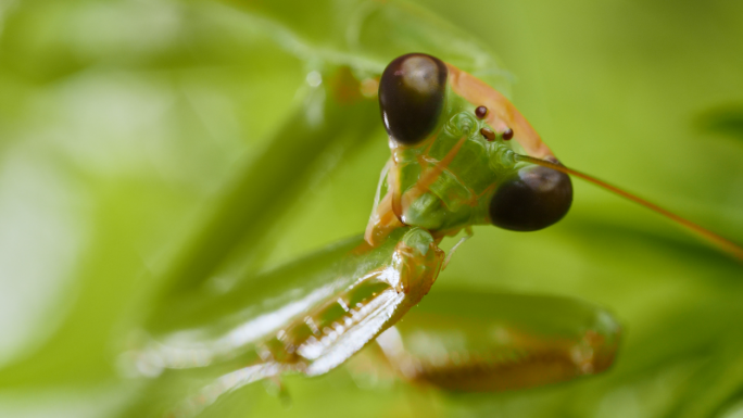 螳螂微距摄影昆虫实拍昆虫