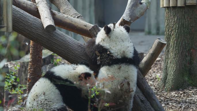 两只可爱的大熊猫幼崽玩耍打闹嬉戏