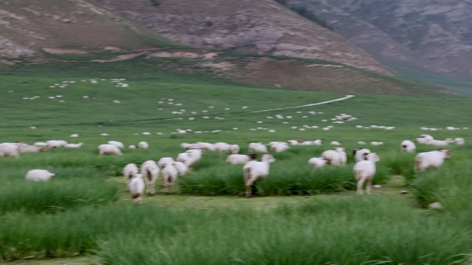 草原 羊群 内蒙古 大草原 牧场