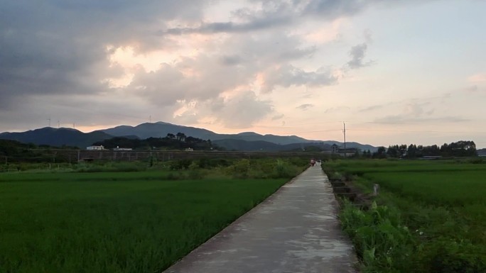 夕阳西下 晚霞光影田间禾苗 田野小埂