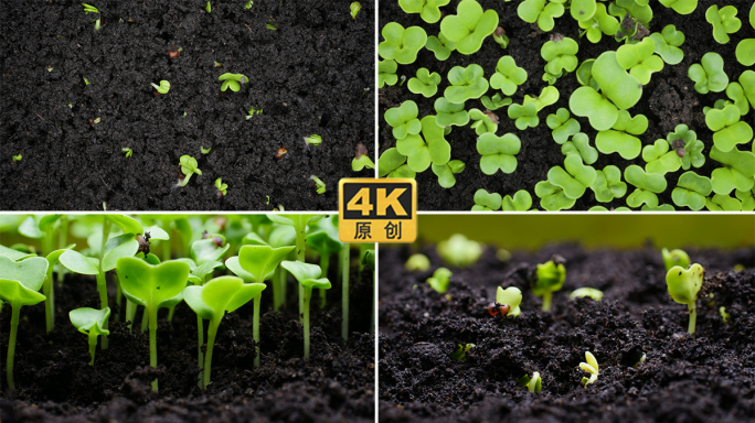 4K种子生长生命力萌芽
