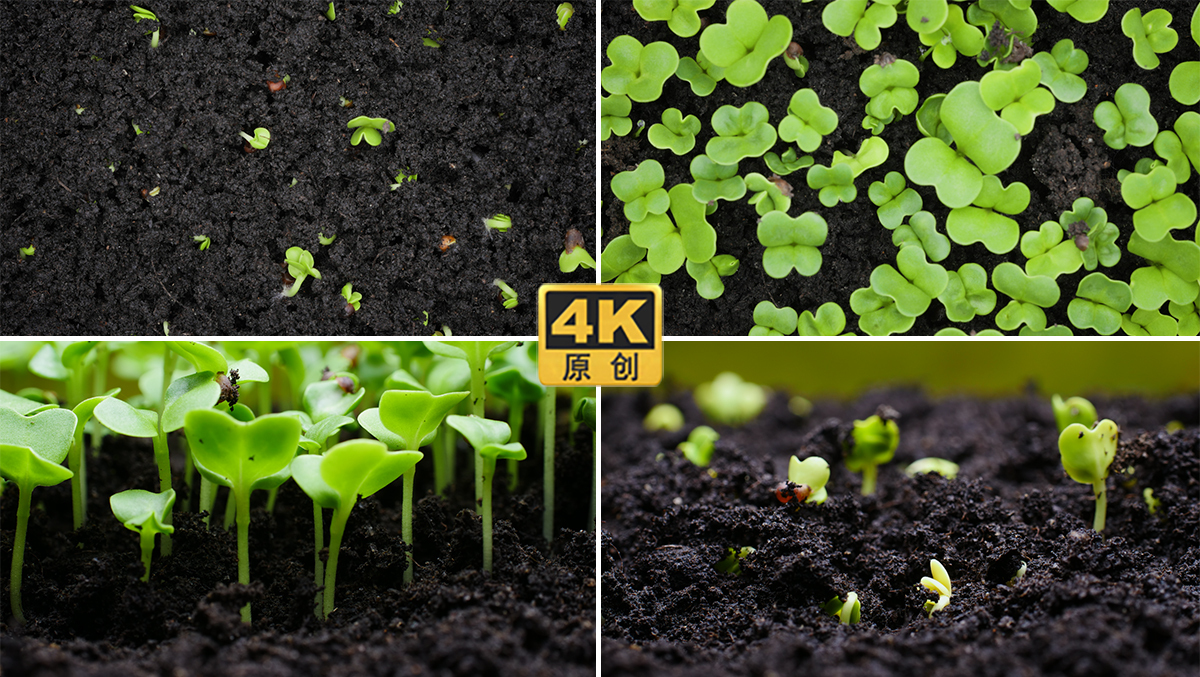 4K种子生长生命力萌芽
