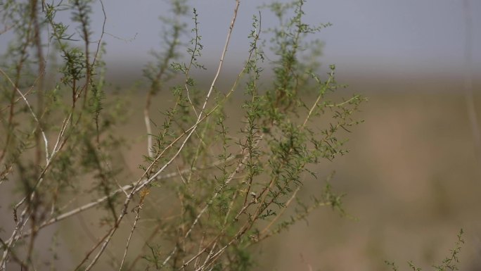 沙漠 动物 植物