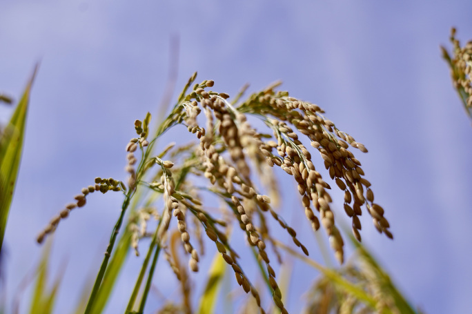 8-9月农田的水稻熟了