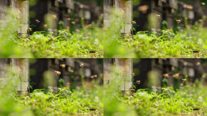 生态养蜂场蜜蜂飞舞特写镜头